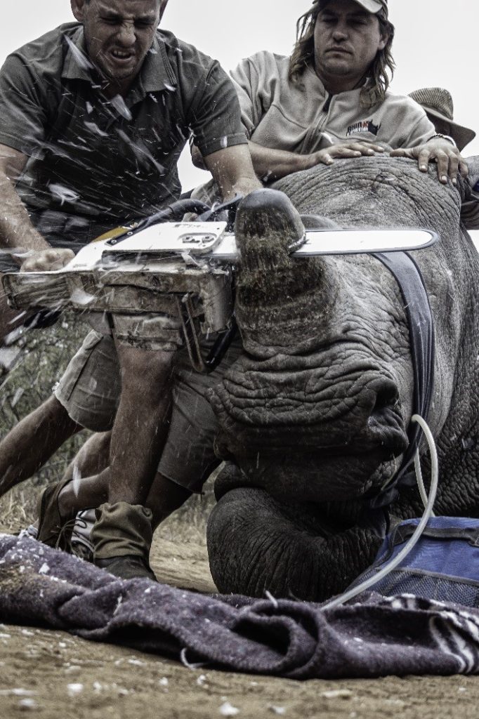 Joven fotógrafo ambiental del año